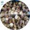 New Crop 2 - 4 cm / 4 - 6 cm Frozen Boletus Edulis