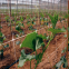 Pea & Bean Garden Plant Support Netting