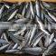 Scomber Japonicus Pacific Mackerel Fish 80-120-g Small Size