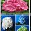 Factory direct wholesale yellow hydrangeas cut fresh hydrangea