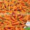 Fresh Red carrot With Various Size S M L 2L Carrot