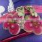 Cartoon design young pretty girls school bags with trolley