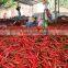 Hot Dried Chilli Pepper LOW PRICE for Sale(Viber/Whatsaap: 0084965152844)