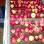 fresh apples