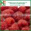 Chinese Fresh Frozen Raspberry