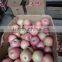 paper bagged qinguan Apple