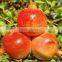 4.5 kg carton box Packing of Fresh Pomegranates from Egypt