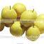 Best price for Frozen/IQF snow pears dices/slices/halves