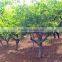 Red Sweet Pomegranate Tree