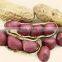 Groundnut seeds