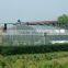High quality tunnel agricultural greenhouse for tomato