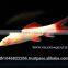 Rainbow Shark Albino / Ornamental Fish Exporter