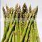 Green or White Asparagus Frozen Asparagus