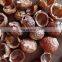 Best price organic soapberry/High quality 100% natural soapberry from Vietnam