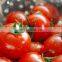Factory Price  tomato paste processing machine Ketchup production line Tomato processing