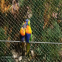 Aviario de aves, zoológico de China, malla de cable de alambre flexible de acero inoxidable para animales de zoológico, malla X-Tend para zoológico