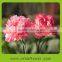Fashion good smell preserved carnation for wedding decoration