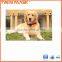 mini chip gps tracker for persons and pets with LED light collar