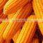 Export Quality Maize Seeds