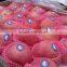 Chinese Exporter Fresh Red Fuji Apple Fruits Natural Growth Containing Vitamin C