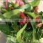 Anthurium andraeanum flower bonsai