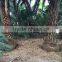 Large Date Palm Tree