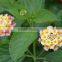 The shrub plant Lantana camara seedling
