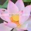 100% pure nutritive lotus bee pollen