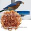Dried Mealworms,Birds Food & aquarium fish food