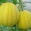 Yellow watermelon F1 hybrid sweet melon seeds fruit seeds no.89-2