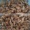 walnut kernel