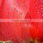 glossy transparent pvc lamination film