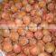 BRC Certified IQF Frozen Fresh Lychee Whole