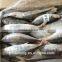20 - 30 pcs / 10 kg High quality Red tail horse mackerel