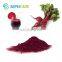 Sepchare high quality natural colouring red beet root powder