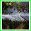 Virgin hdpe anti hail net with uv for agricultural leader manufacturer in China