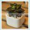 white ceramic square bonsai pot in sample style flower pot