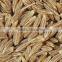 Organic Cumin Seed