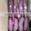 SWEET POTATO/ EXPORT IN HOANG KIM VIET NAM EXPORT IMPORT COMPANY