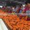 2015 New Fresh Chinese Carrot