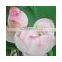 2015 Black Lotus Flower Seed For Growing For Vietnam Quality Promised
