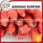 The pure natural fresh goji berry price with high quality