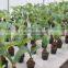 Home garden real ornamental plant Cycas revoluta