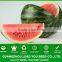 MW13 Yuanhua Newly Round Watermelon Seeds, Watermelon Hybrid Seeds f1