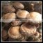 Hot sell king trumpet mushroom growing machine/french horn mushroom bagging machine