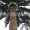 CHY020935 Guangzhou factory landscaping decorative giant large plam tree