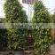 Ficus benjamina tower shape