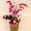 phalaenopsis flower 27539