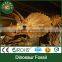 Lisaurus I high quality dinosaur skull puzzle dinosaur steel skeleton for sale for theme park dino park dinosaur skeleton model
