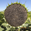 361 type hybrid sunflower seeds for planting